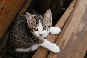 Close-up of a cute tabby kitten exploring a wooden area, capturing its curious gaze. jigsaw puzzle