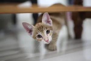 Cute orange kitten peeking out from under a wooden table indoors. jigsaw puzzle