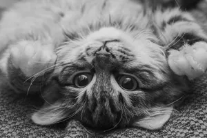 Adorable kitten lying upside down in a black and white close-up shot, showcasing a playful pose. jigsaw puzzle