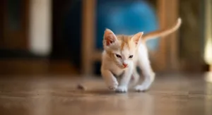 Cute kitten exploring indoors on a wooden floor, perfect for pet-themed projects. jigsaw puzzle