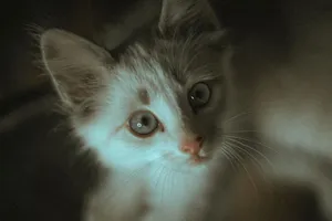 Close-up of an adorable kitten's face highlighting its bright eyes and furry details. jigsaw puzzle