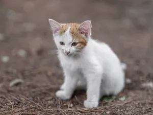 A young white and orange kitten sitting outdoors, capturing the essence of curiosity and cuteness. jigsaw puzzle