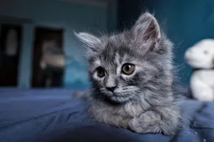A charming gray kitten with fluffy fur lies indoors on a bed, looking curious and serene. jigsaw puzzle