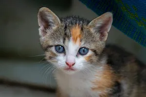 Close-up of an adorable calico kitten with blue eyes, perfect for pet lovers and animal photography enthusiasts. jigsaw puzzle