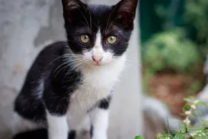 A charming close-up of a black and white kitten with striking eyes and a curious expression. jigsaw puzzle