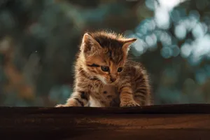 Cute tabby kitten exploring outdoors on a wooden surface in daylight. jigsaw puzzle