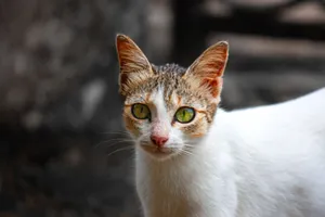 High-quality close-up of a green-eyed cat photographed outdoors capturing its striking features. jigsaw puzzle