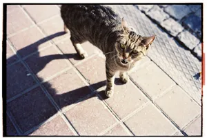Close-up of a tabby cat on a sunlit pavement in Istanbul, casting a shadow. jigsaw puzzle