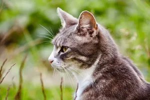 Profile shot of a tabby cat gazing into the distance amidst lush greenery. jigsaw puzzle
