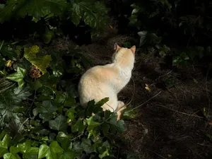 A cream-colored cat sitting among lush green ivy and foliage, photographed in natural light. jigsaw puzzle