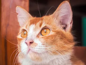 Detailed close-up of a ginger and white cat, showcasing its vibrant eyes and distinct markings. jigsaw puzzle