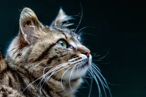 Detailed profile of a tabby cat with striking green eyes against a dark background. jigsaw puzzle