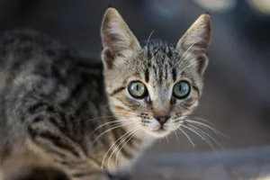 Adorable close-up photo of a tabby kitten with bright eyes, showcasing its playful nature. jigsaw puzzle