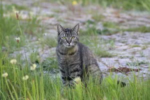 A tabby cat sitting in lush green grass with a natural outdoor backdrop. jigsaw puzzle