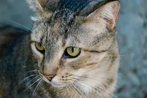 Detailed image of a European Shorthair cat with striking green eyes in Croatia. jigsaw puzzle