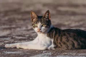A close-up outdoor shot of a tabby cat lying on a sunlit surface, looking directly at the camera. jigsaw puzzle