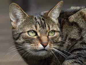 Close-up of a domestic cat with striking green eyes and a detailed fur pattern. jigsaw puzzle