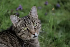 A stunning tabby cat with piercing eyes relaxes among green grass and flowers in a serene outdoor setting. jigsaw puzzle