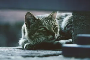 A calm tabby cat resting outside, gazing softly with its whiskers highlighted. jigsaw puzzle