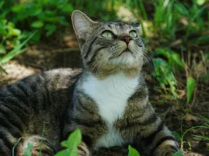 A close-up of a tabby cat with green eyes lying in the grass, looking up attentively. jigsaw puzzle