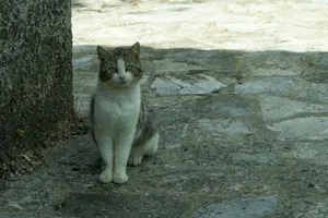 A grey and white cat sits attentively on a stone pavement, capturing a moment of intrigue. jigsaw puzzle