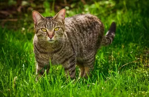 A domestic tabby cat walking on green grass in a sunny outdoor setting. jigsaw puzzle