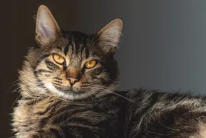 A close-up portrait of a tabby cat with striking golden eyes and detailed fur patterns. jigsaw puzzle