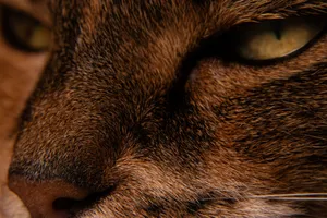Intimate close-up of a cat's face, highlighting its fur texture and expressive eyes. jigsaw puzzle