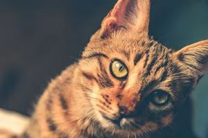 Charming close-up of a tabby kitten with striking eyes, showcasing its smooth fur and playful expression. jigsaw puzzle