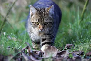Close-up of a tabby cat walking through green grass in a serene outdoor setting. jigsaw puzzle