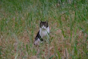 A tranquil scene of a domestic cat sitting amidst tall grass in a meadow, captured outdoors. jigsaw puzzle