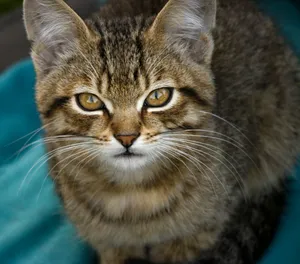 A cute tabby kitten with striking eyes and whiskers, looking directly at the camera. jigsaw puzzle