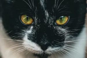 Intense close-up of a black and white cat with vibrant green eyes in Istanbul. jigsaw puzzle