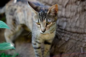 A close-up image of a curious tabby cat with lush green leaves in Cape Town, creating a natural outdoor feel. jigsaw puzzle