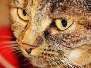 Macro shot of a domestic tabby cat's face with striking yellow eyes and detailed fur. jigsaw puzzle