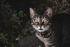 A curious tabby cat with striking yellow eyes and prominent whiskers, captured outdoors in Istanbul, Turkey. jigsaw puzzle
