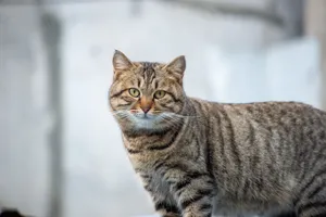 A striped domestic cat photographed outdoors with a soft background. jigsaw puzzle