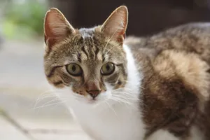 Adorable close-up of a curious domestic cat outdoors with alert expression. jigsaw puzzle