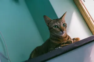 A curious tabby cat with green eyes lounging by a sunny window indoors. jigsaw puzzle