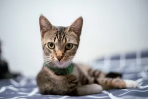 Cute tabby cat lying on a bed indoors with a curious and playful expression. jigsaw puzzle