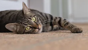 A laid-back tabby cat lying on the carpet, showcasing its beautiful striped fur and bright eyes. jigsaw puzzle