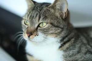 A close-up shot of an alert tabby cat with green eyes, indoors, with soft lighting. jigsaw puzzle