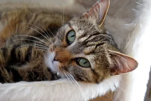 Close-up of a tabby cat with green eyes lounging comfortably indoors on a soft furry bed. jigsaw puzzle