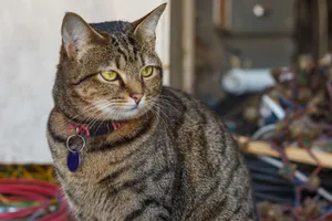 A relaxed tabby cat wearing a collar sits amidst a blurred workshop background. jigsaw puzzle