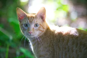 A ginger cat with green eyes looks curiously in a sunlit garden, surrounded by lush greenery. jigsaw puzzle