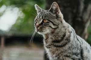 Close-up of a tabby cat outdoors, showcasing its vibrant fur and alert demeanor. jigsaw puzzle