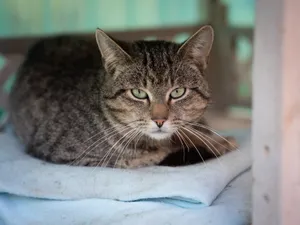 A serene tabby cat lounging comfortably on soft blue towels, indoors. jigsaw puzzle