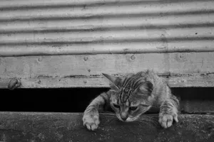 Black and white portrait of a curious tabby cat peering through a fence in Istanbul, Türkiye. jigsaw puzzle
