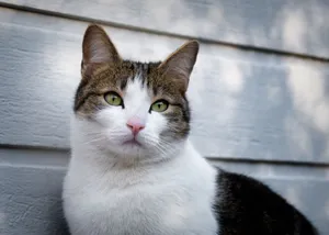 Close-up of a cute domestic cat sitting against a wooden wall. jigsaw puzzle