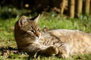 A serene tabby cat lounging in a sunny garden, enjoying the warmth. jigsaw puzzle